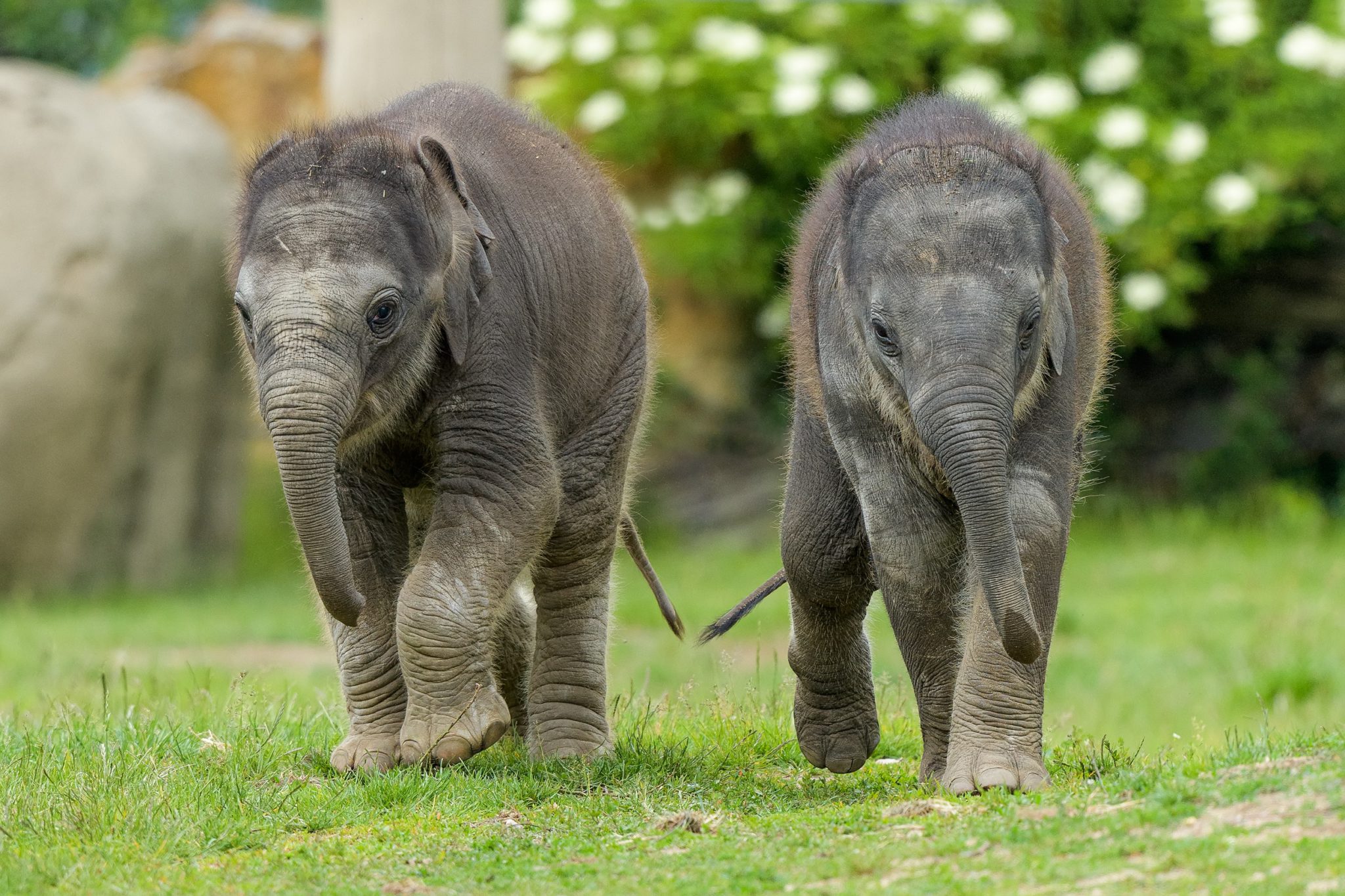 Новорождённые Слонята